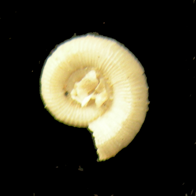 Adenomphalus ammoniformis